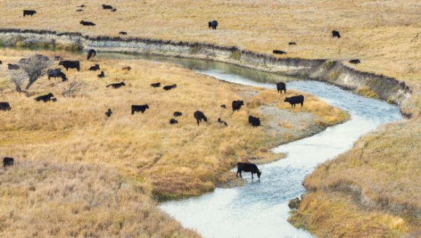 Водный объект на участке: капля в море проблем или источник удовольствия