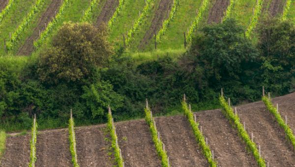 Верховный Суд РФ прояснил правила раздела сельхозземель