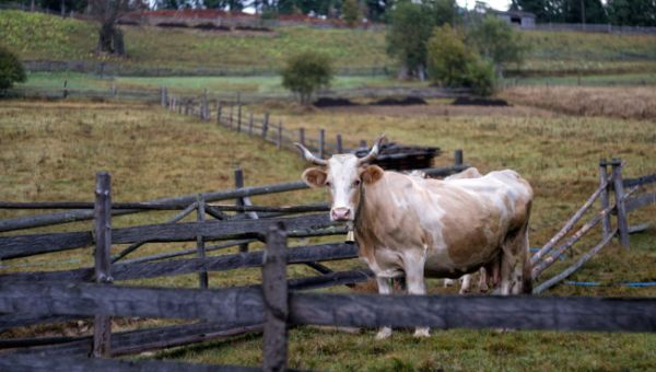 Строительство дома фермера на арендуемых землях сельхозназначения