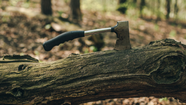 Порубочный билет и не только: всё о законных правилах вырубки деревьев