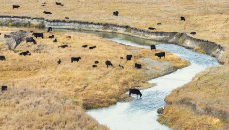 Водный объект на участке: капля в море проблем или источник удовольствия