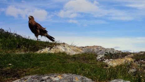 Участок в границах охотничьих угодий