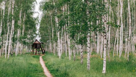 Строительство у леса