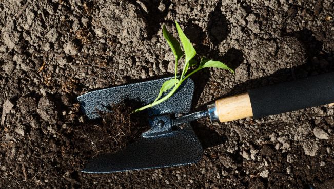 Сажаем на участке деревья — что нужно знать