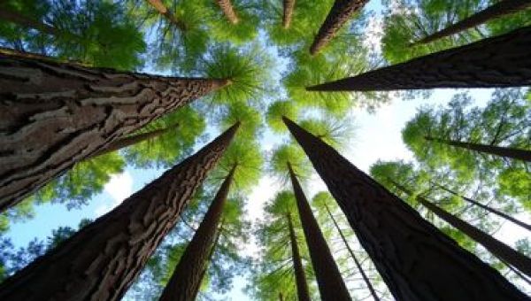 Чем дальше в лес, тем сложнее