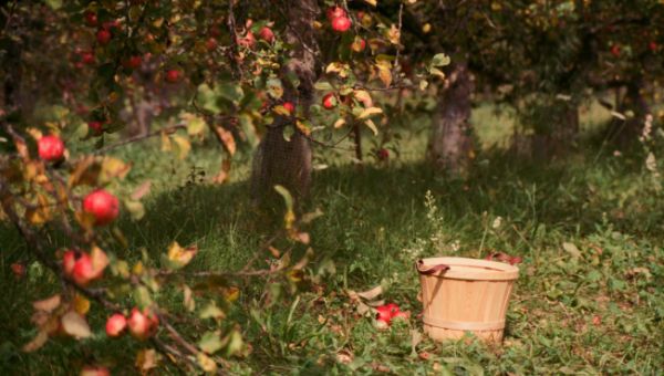 Виды разрешенного использования для сельского хозяйства и туризма