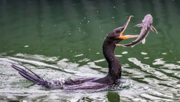 Рыбоводство и рыболовство, или Золотая рыбка