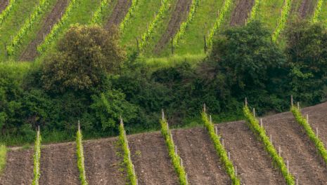 Верховный Суд РФ прояснил правила раздела сельхозземель