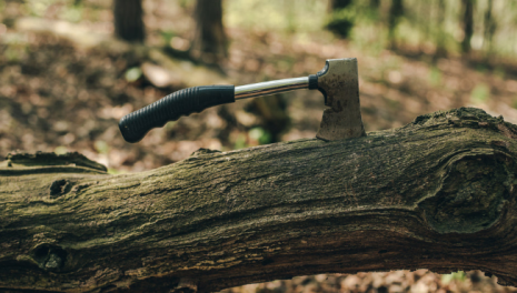 Порубочный билет и не только: всё о законных правилах вырубки деревьев