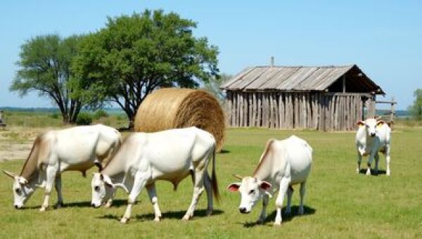 Поддержка сельхозпроизводителей
