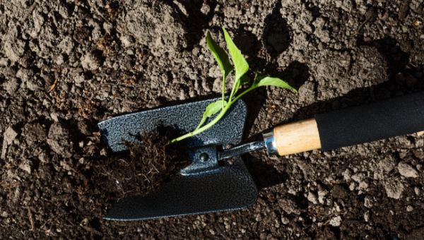 Сажаем на участке деревья — что нужно знать