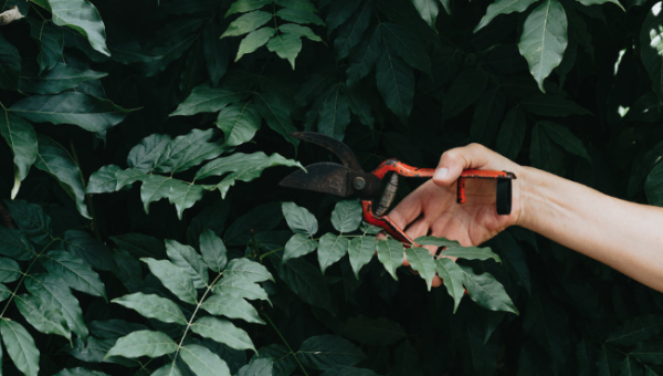 Новый год, старые соседи: гид по дачным конфликтам глазами юристов