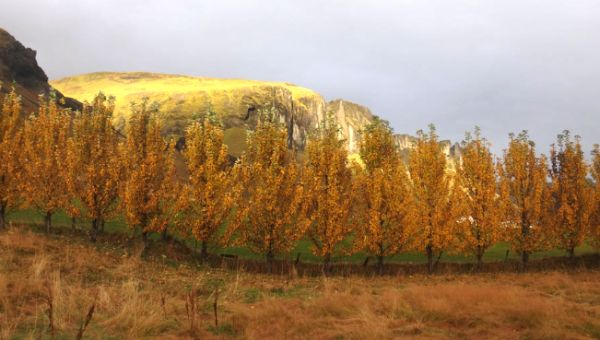 Возрождение государственных защитных лесных полос