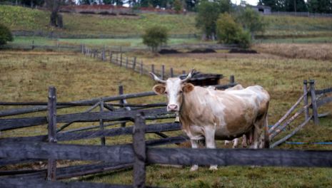Строительство дома фермера на арендуемых землях сельхозназначения