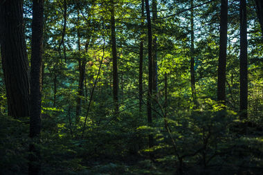 Правила выдачи разрешений на строительство в лесах